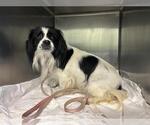 Small Japanese Chin Mix