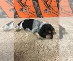 Puppy 0 Beagle