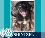 Small #2 Australian Shepherd