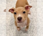 Small Mutt