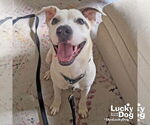 Small #5 Labrador Retriever-Retriever  Mix