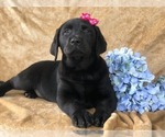 Small Photo #3 Labrador Retriever Puppy For Sale in EAST EARL, PA, USA