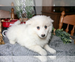 Puppy Pearl Miniature American Eskimo