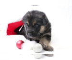 Small Photo #3 German Shepherd Dog Puppy For Sale in AUBURN, KY, USA