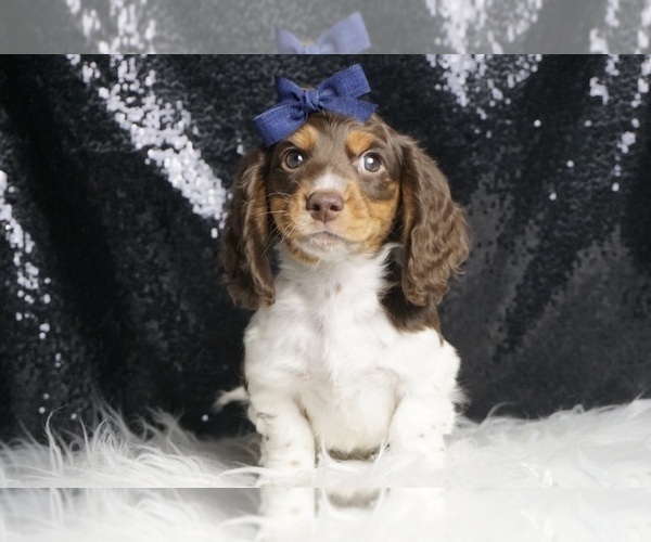 Medium Photo #2 Dachshund Puppy For Sale in WARSAW, IN, USA