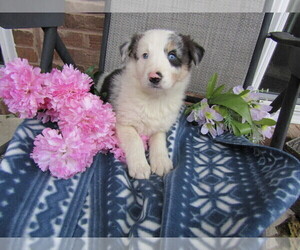 Border Collie Puppy for sale in MISHAWAKA, IN, USA
