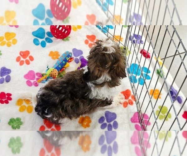 Medium Photo #10 Havashire Puppy For Sale in ORO VALLEY, AZ, USA
