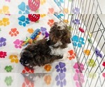 Small Photo #10 Havashire Puppy For Sale in ORO VALLEY, AZ, USA