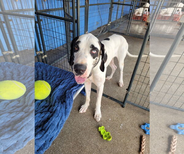 Medium Photo #2 Great Dane Puppy For Sale in Palm Beach, FL, USA