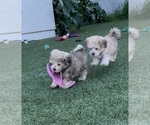 Small Photo #2 Shih-Poo Puppy For Sale in SAN DIEGO, CA, USA