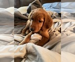 Small Photo #3 Golden Irish Puppy For Sale in TEMPE, AZ, USA
