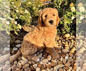 Goldendoodle-Poodle (Standard) Mix Puppy for sale in BAXLEY, GA, USA
