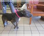 Small American Pit Bull Terrier