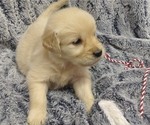 Puppy Coco English Cream Golden Retriever