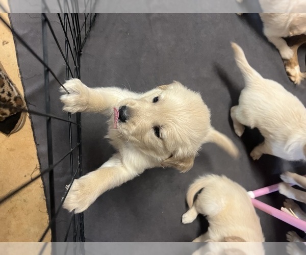 Medium Photo #6 Golden Retriever Puppy For Sale in BOILING SPGS, SC, USA