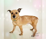 Small #1 Chihuahua