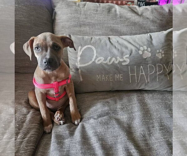 Medium Photo #1 American Staffordshire Terrier-Unknown Mix Puppy For Sale in Lakewood, CO, USA