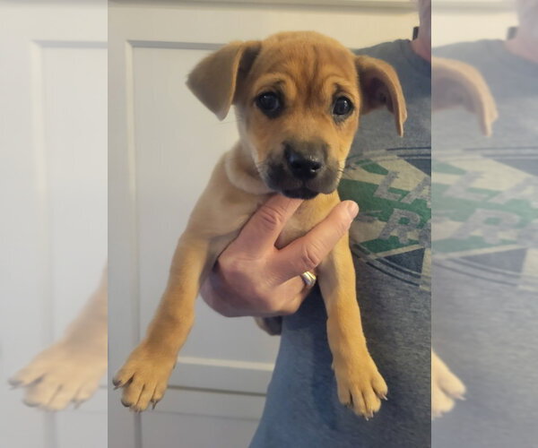 Medium Photo #4 Chihuahua-Unknown Mix Puppy For Sale in Rocky Mount, NC, USA