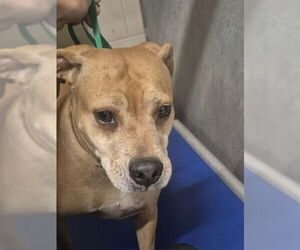 Labrador Retriever-Unknown Mix Dogs for adoption in St. Cloud, FL, USA