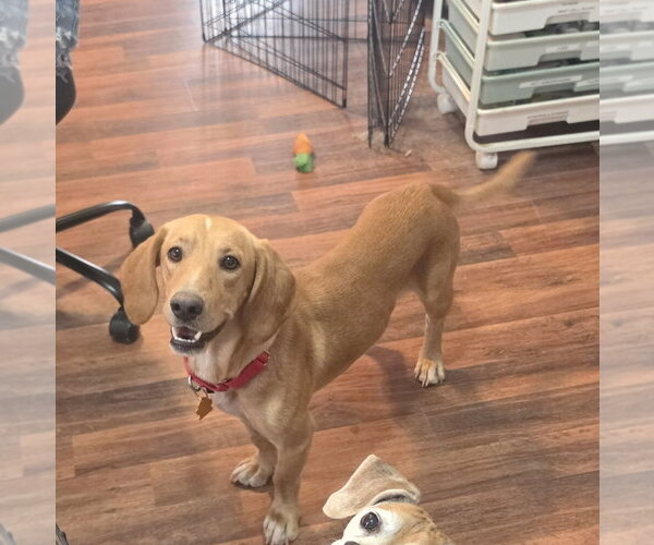 Medium Photo #3 Beagle-Unknown Mix Puppy For Sale in Las Vegas, NV, USA