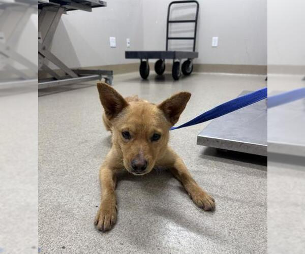 Medium Photo #1 Chihuahua-Unknown Mix Puppy For Sale in Grand Prairie, TX, USA