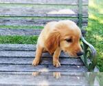 Small Photo #13 Golden Retriever Puppy For Sale in LEON, KS, USA