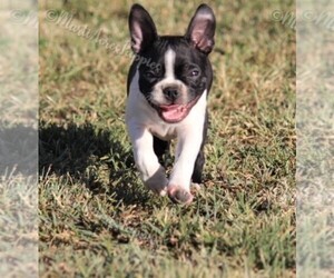 Boston Terrier Puppy for Sale in LAMAR, Missouri USA
