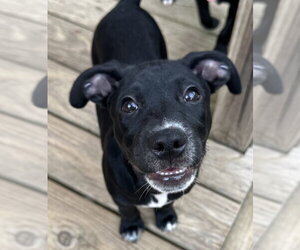 Walker W - Male Mutt Dog for Adoption - Photo #4