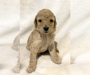 Goldendoodle (Miniature) Puppy for sale in SHELL LAKE, WI, USA