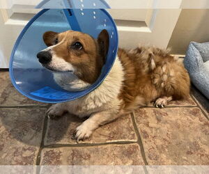 Pembroke Welsh Corgi Dogs for adoption in McKinney, TX, USA