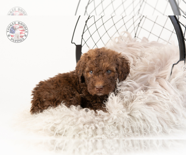 Medium Photo #17 Saint Berdoodle Puppy For Sale in LEAVENWORTH, IN, USA