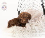 Small Photo #17 Saint Berdoodle Puppy For Sale in LEAVENWORTH, IN, USA