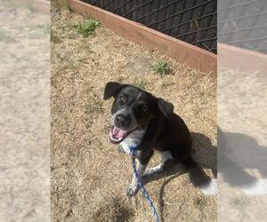 Border Collie-Unknown Mix Dogs for adoption in Santa Cruz, CA, USA