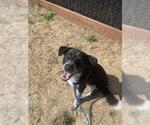 Small Border Collie Mix