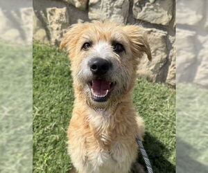 Irish Terrier-Unknown Mix Dogs for adoption in NEWPORT NH, NH, USA