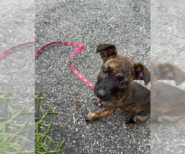 Medium Photo #12 Mutt Puppy For Sale in Brewster, NY, USA
