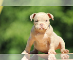Puppy Spark plug American Bully