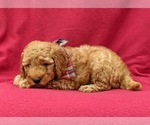 Small Photo #2 Goldendoodle-Poodle (Miniature) Mix Puppy For Sale in LINCOLN UNIV, PA, USA