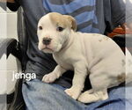 Small #1 Mutt