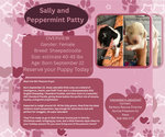 Small Photo #1  Puppy For Sale in , 
