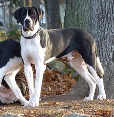 Father of the Saint Dane puppies born on 01/03/2016
