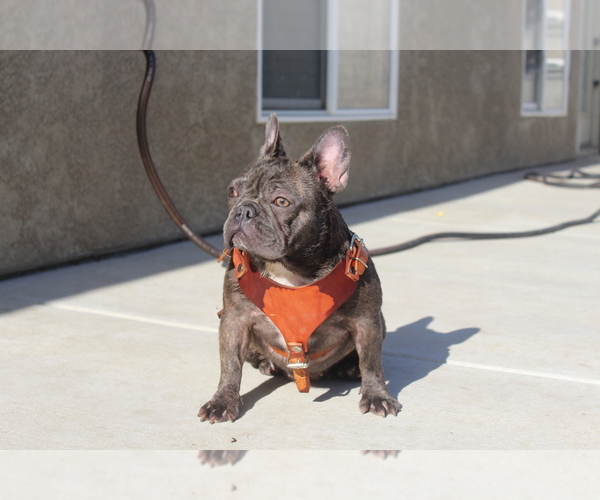 Medium Photo #1 French Bulldog Puppy For Sale in BAKERSFIELD, CA, USA