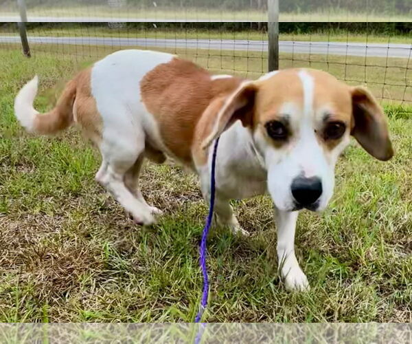 Medium Photo #4 Beagle-Unknown Mix Puppy For Sale in Dunnellon, FL, USA