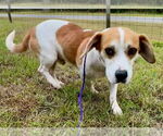 Small #3 Beagle Mix