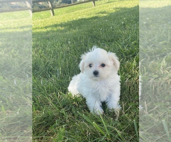 Medium Photo #6 Maltese Puppy For Sale in CANOGA, NY, USA