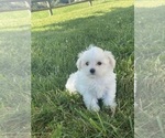 Small Photo #6 Maltese Puppy For Sale in CANOGA, NY, USA