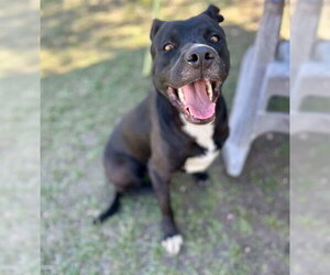 Mutt Dogs for adoption in Riverside, CA, USA