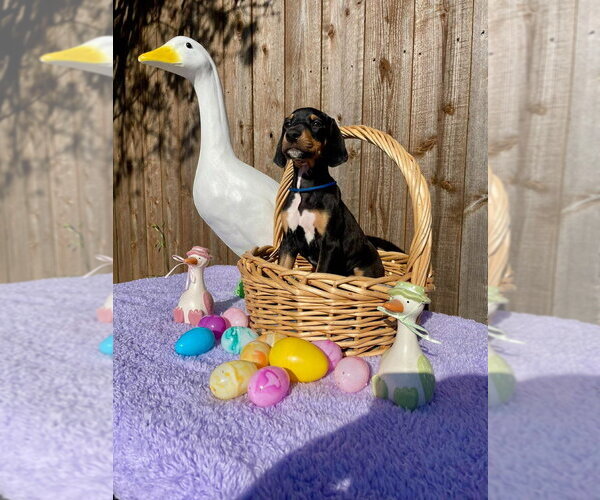 Medium Photo #3 Great Dane-Unknown Mix Puppy For Sale in Bullard, TX, USA