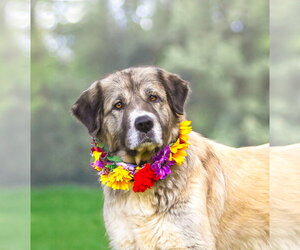 Great Pyrenees-Unknown Mix Dogs for adoption in Unionville, PA, USA