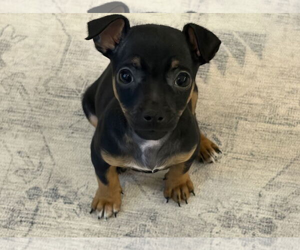 Medium Photo #2 Chihuahua-Unknown Mix Puppy For Sale in Omaha, NE, USA